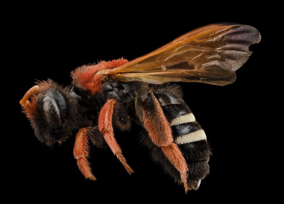 Free Image of Close Up of Bee on Black Background 
