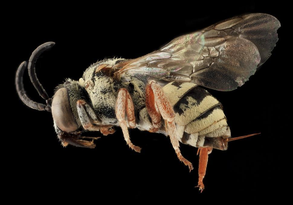 Free Image of Close-Up of Fly Insect on Black Background 