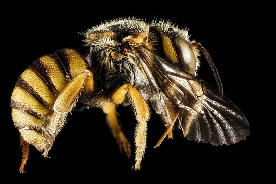Free Image of Close Up of a Bee on a Black Background 