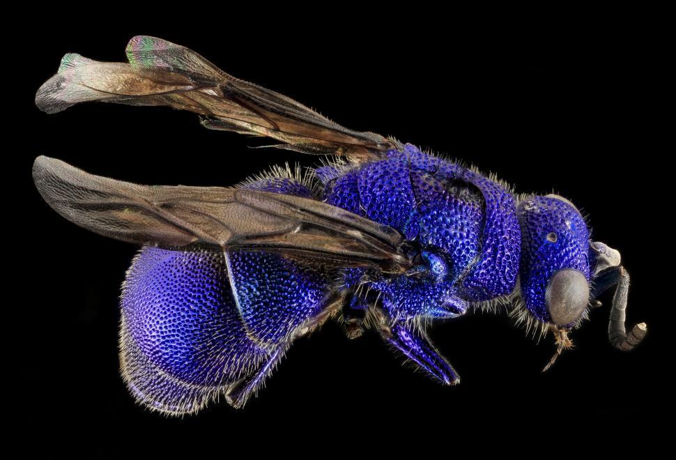 Free Image of Close Up of a Blue Fly on a Black Background 