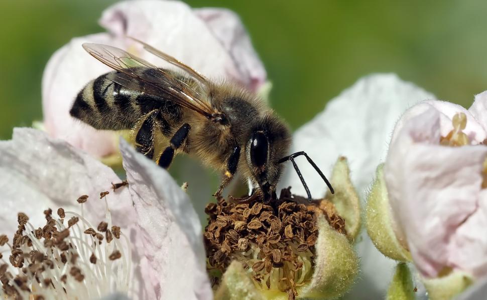Free Image of Bee Collecting Pollen on Flower 