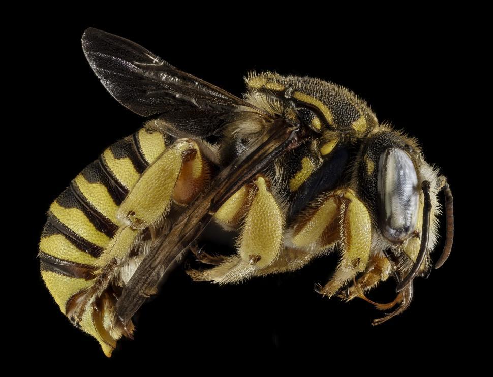 Free Image of Close Up of Bee on Black Background 