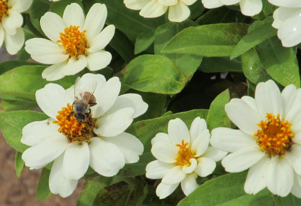 Free Image of Bee Sitting on White Flower 