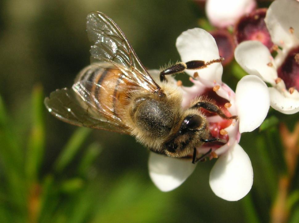 Free Image of Bee Pollinating Flower Close Up 