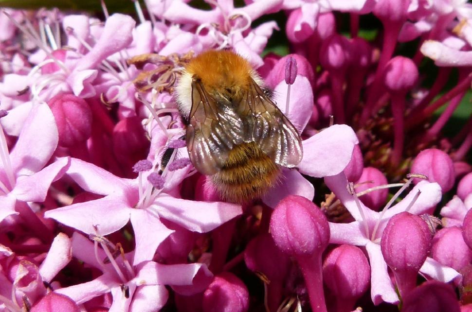 Free Image of Bee Feeding on Flower Petal 
