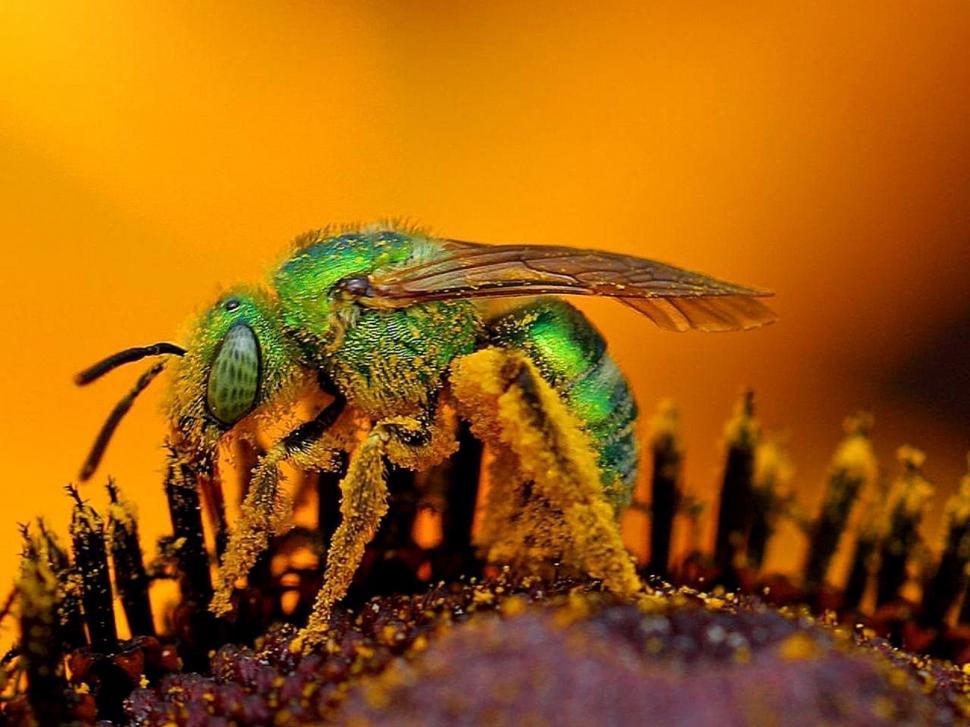 Free Image of Bee Pollinating Flower Close Up 