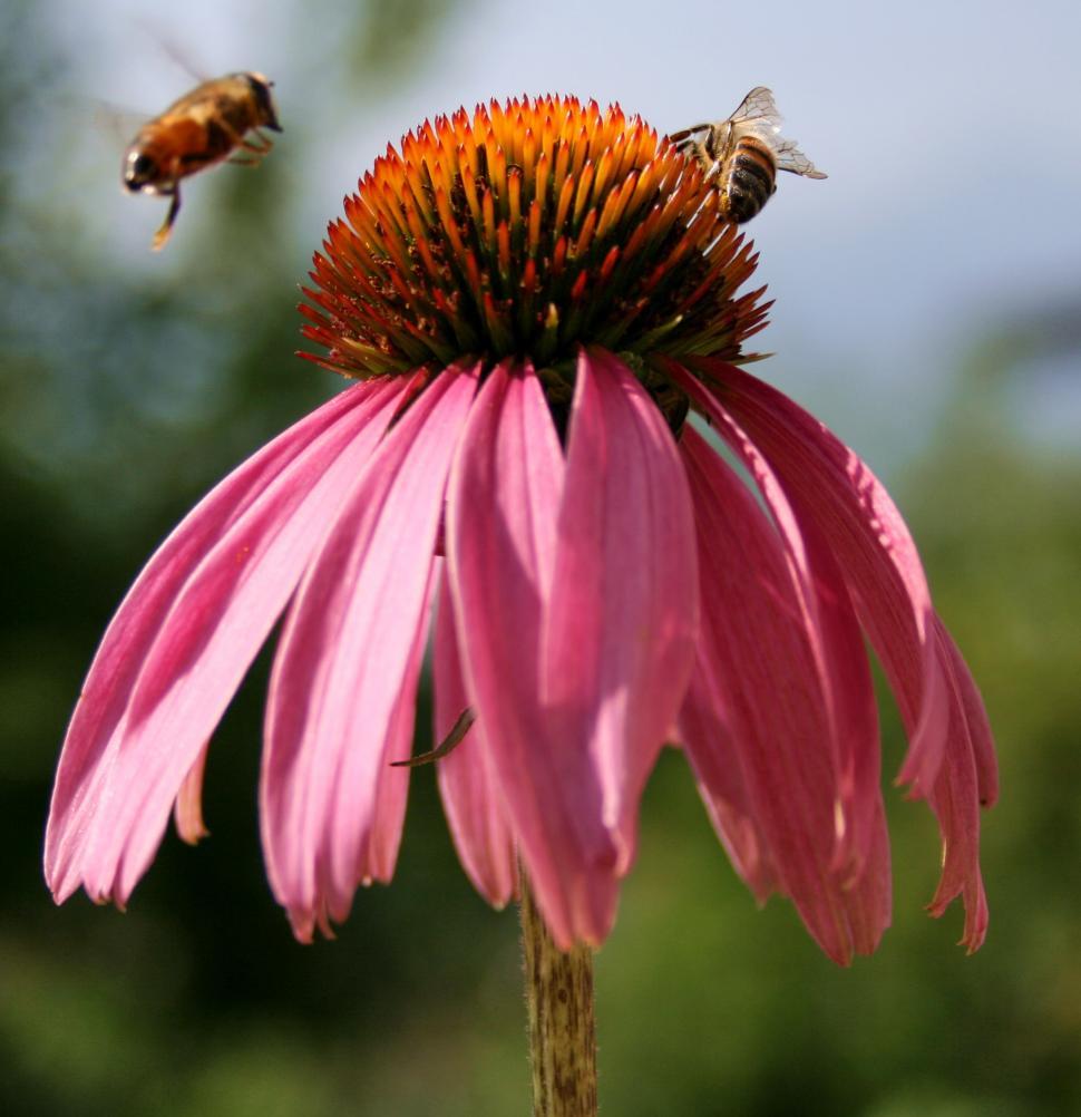 Free Image of Pink Flower With Two Bees 
