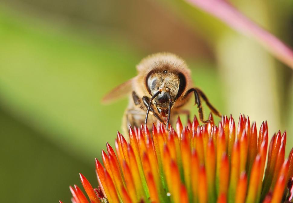 Free Image of Bee on Top of Red Flower 