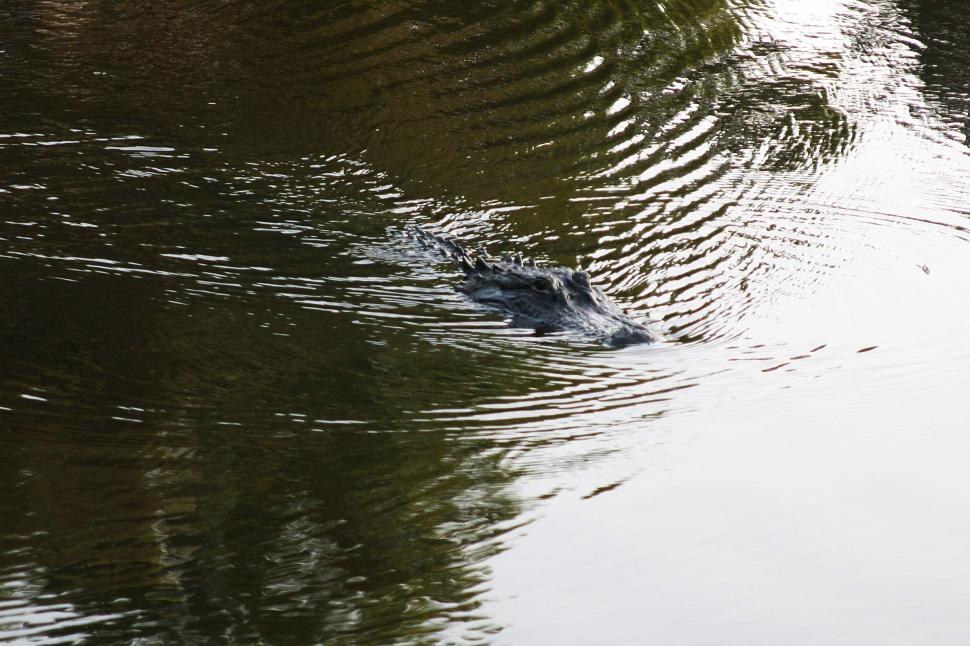Free Image of Large Alligator Swimming in a Body of Water 