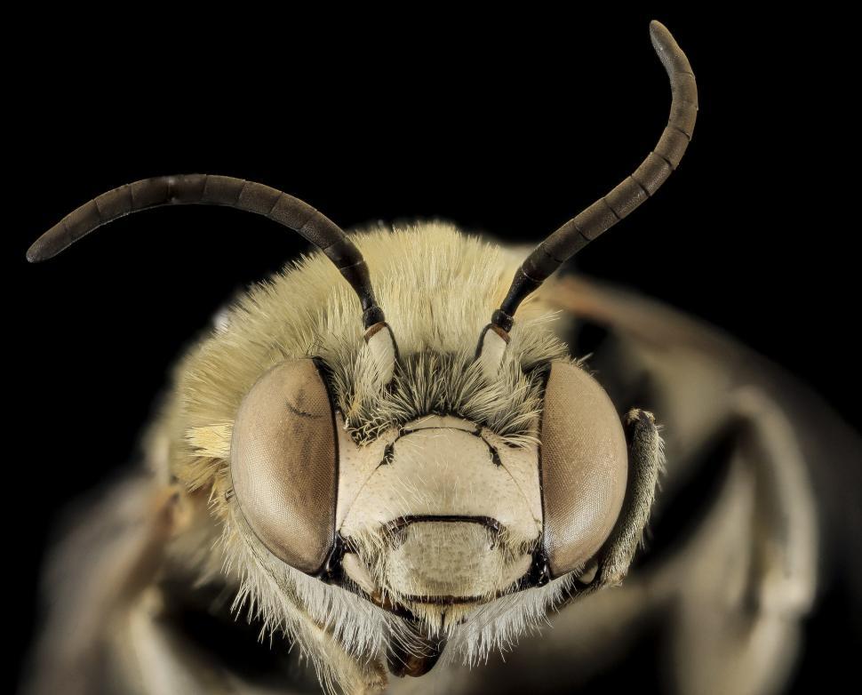 Free Image of Close-Up of Bug With Long Horns 