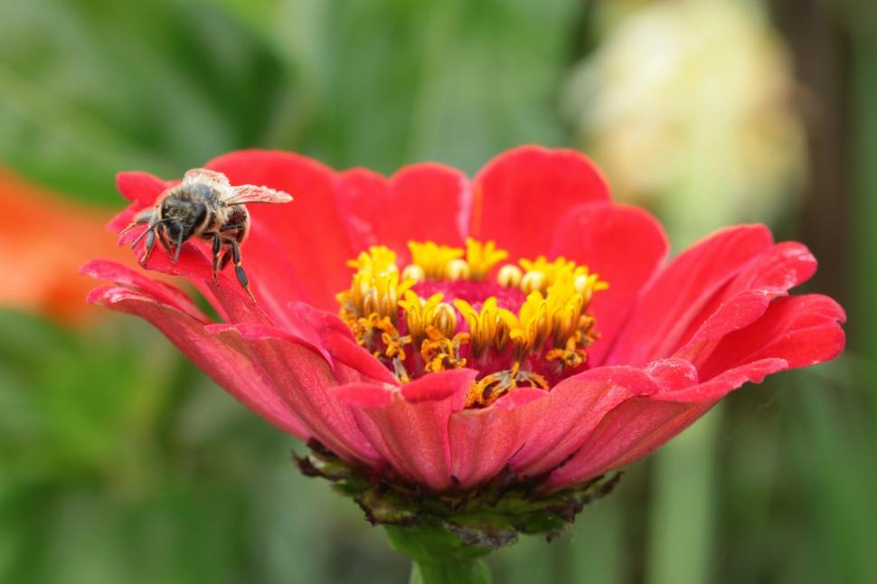 Free Image of Red Flower With Bee 