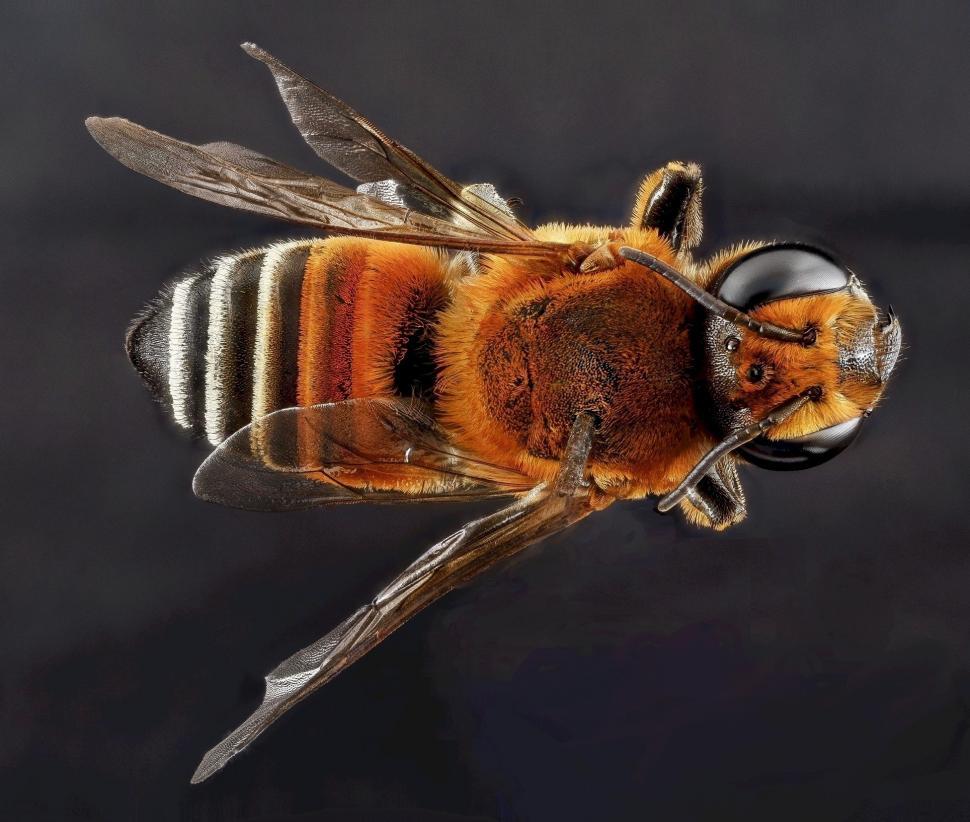 Free Image of Close Up of A Bee on Black Background 