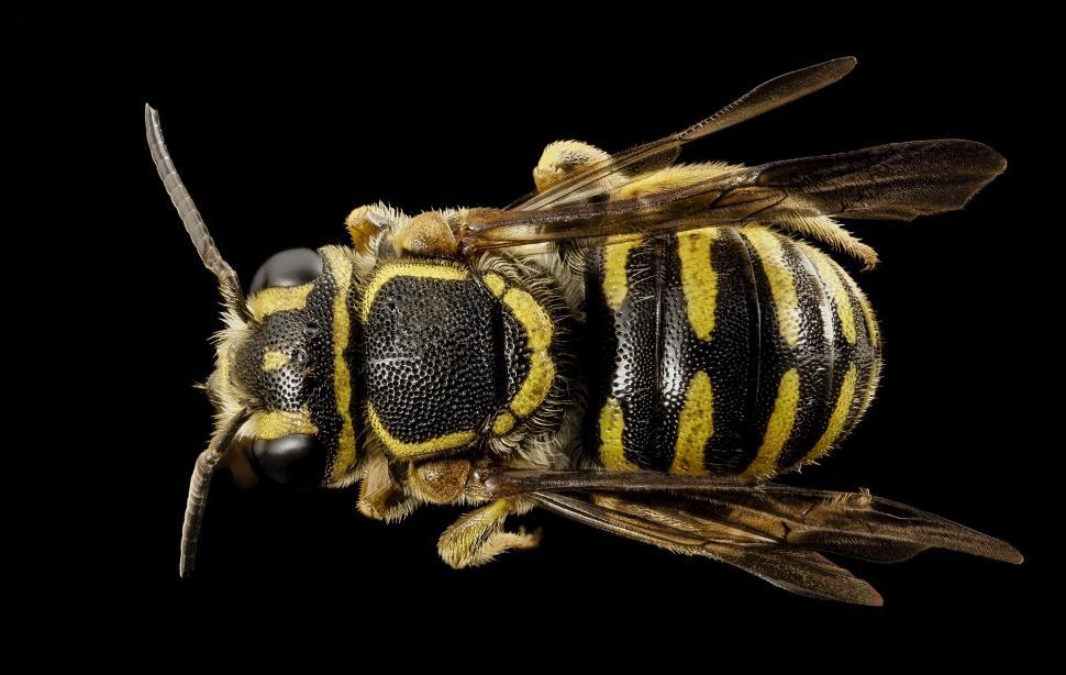 Free Image of A Close Up of a Bee on a Black Background 