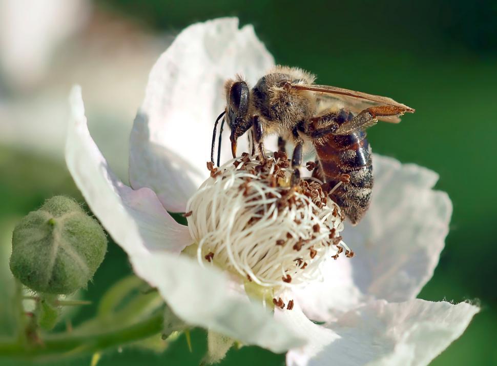 Free Image of Bee on White Flower Close Up 