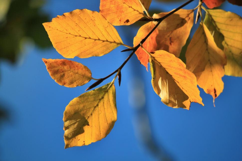 Free Image of Branch With Yellow Leaves Against Blue Sky 