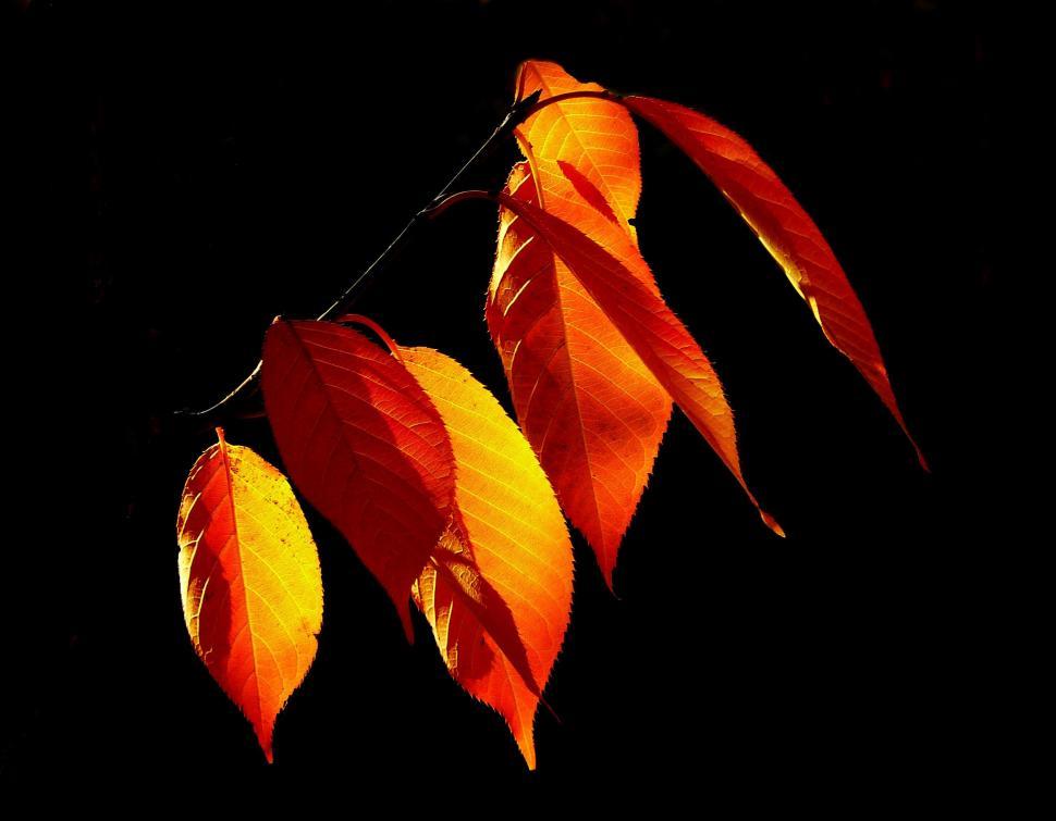 Free Image of Group of Red and Yellow Leaves on a Tree 