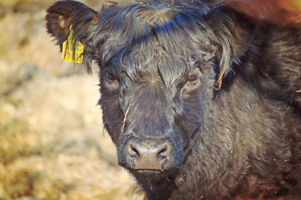 Free Image of Black Cow With Yellow Tag on Ear 