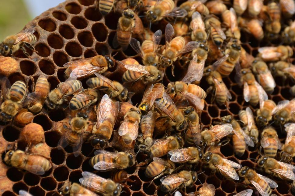 Free Image of Bees Gathered in a Beehive 