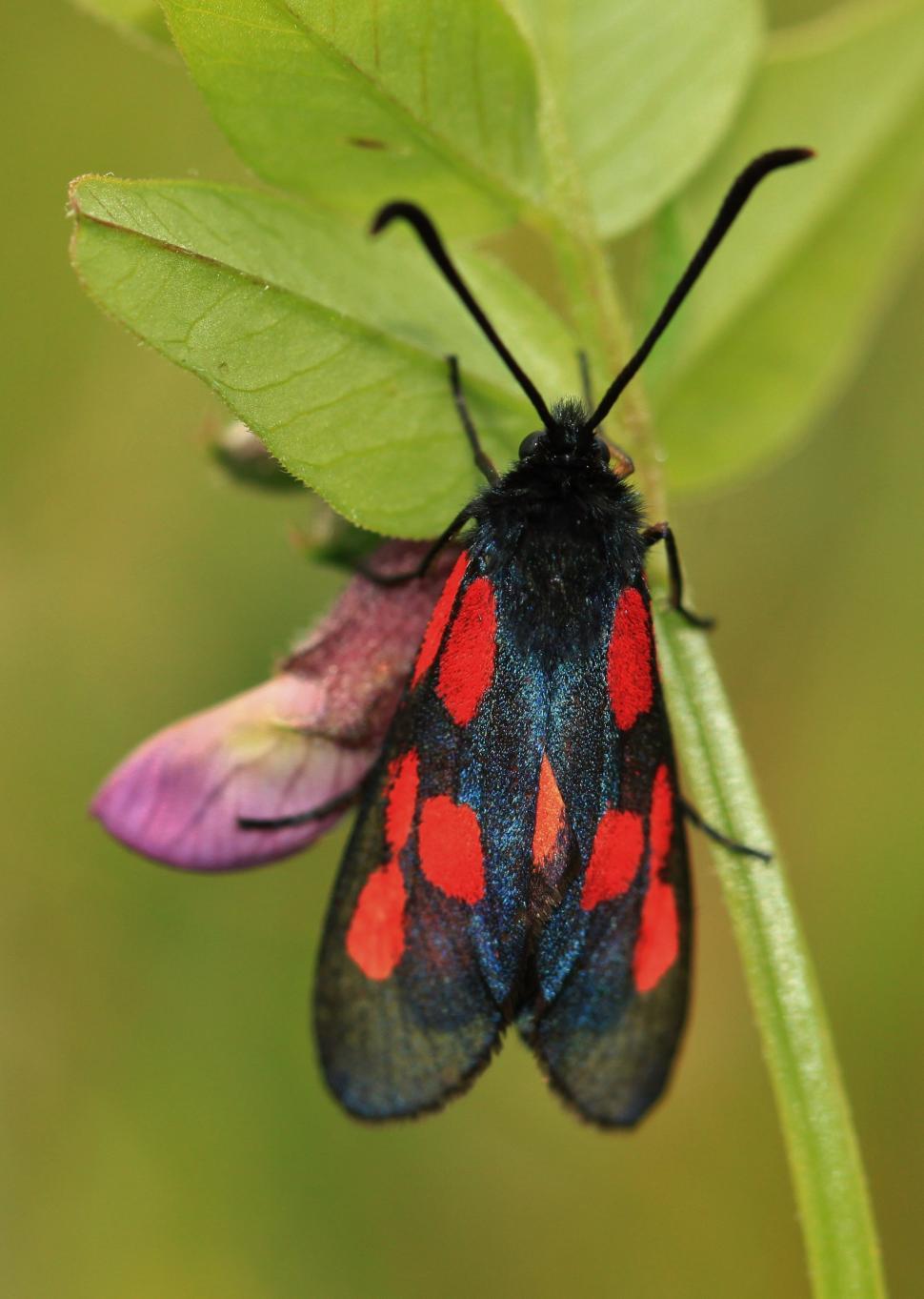 Free Image of Red and Black Insect on Green Leaf 