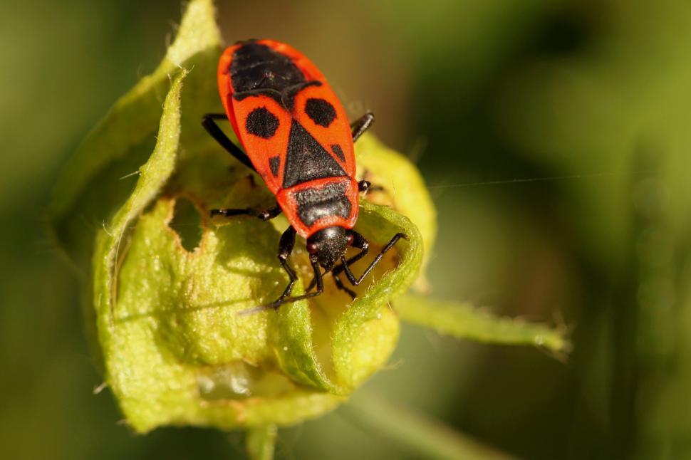 Free Image of Red and Black Bug on Leaf Close Up 