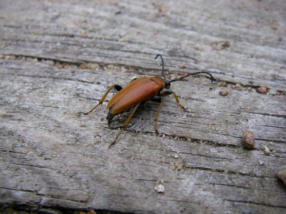 Free Image of Brown Bug Sitting on Piece of Wood 
