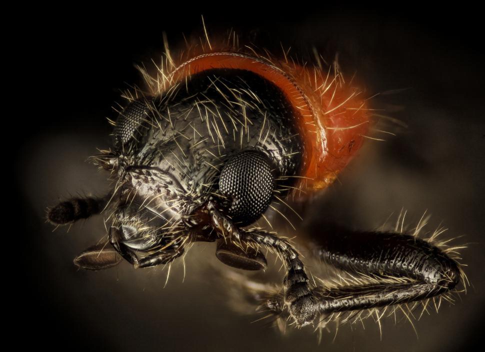 Free Image of Close Up of a Bug on Black Background 