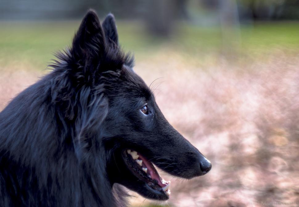 Free Image of shepherd dog belgian sheepdog groenendael 