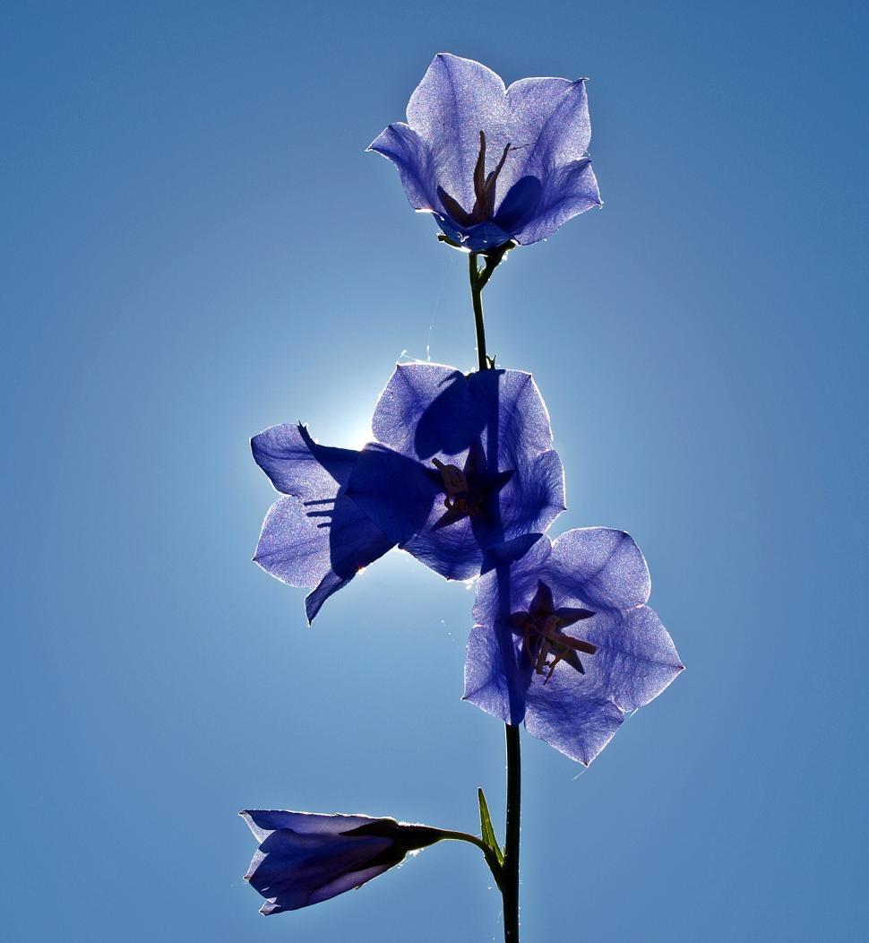 Free Image of Blue Flower Blooming Under Clear Blue Sky 
