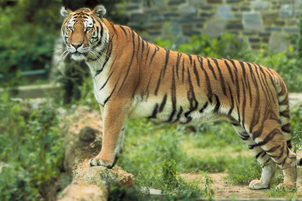 Free Image of Large Tiger Standing on Top of Lush Green Field 