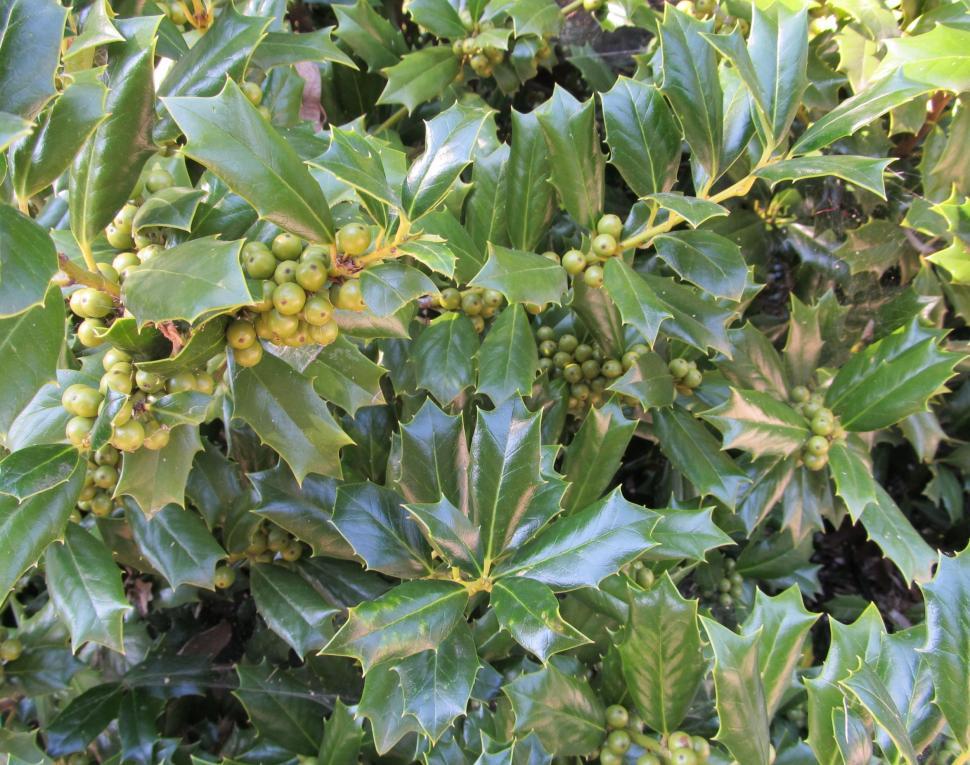 Free Image of Close-Up of Tree With Leaves and Berries 