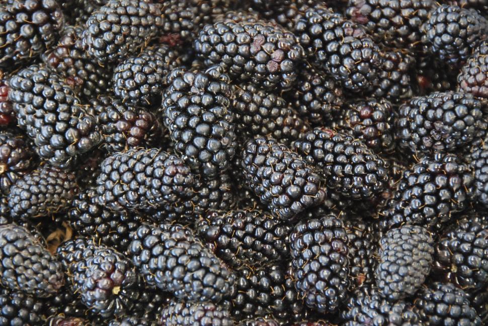 Free Image of Pile of Blackberries on Dirt 