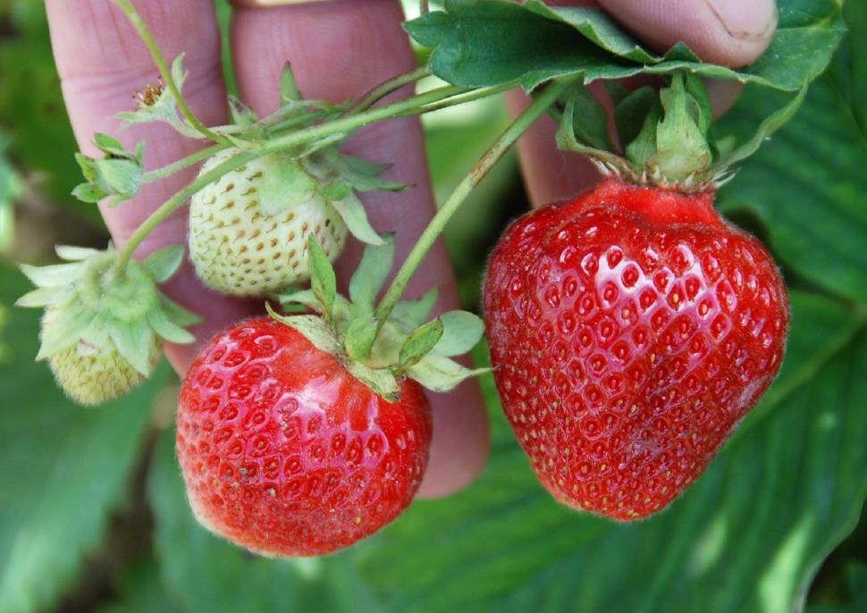 Free Image of Person Holding Two Strawberries in Their Hand 