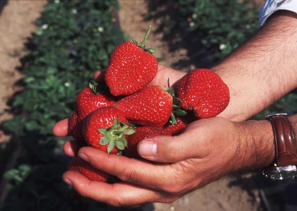 Free Image of Person Holding a Bunch of Strawberries 