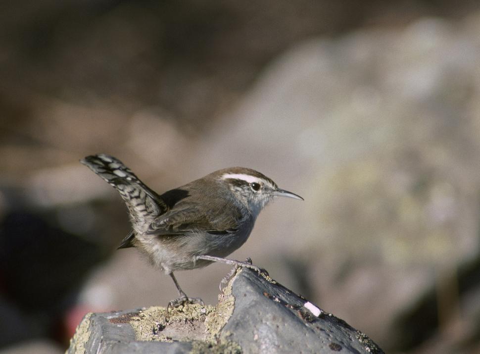 Free Image of Small Bird Perched on Top of a Rock 