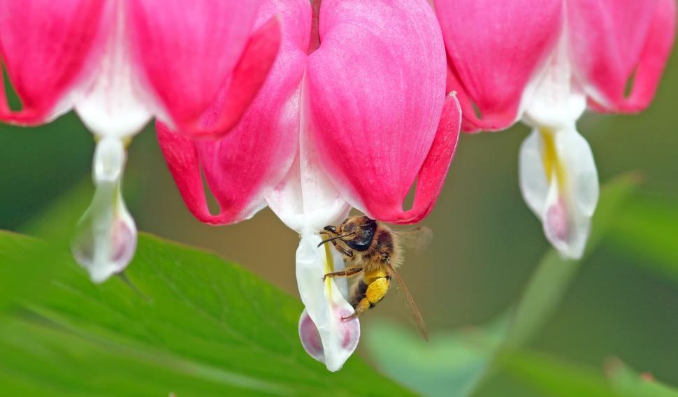 Free Image of Bee on Flower With Green Background 