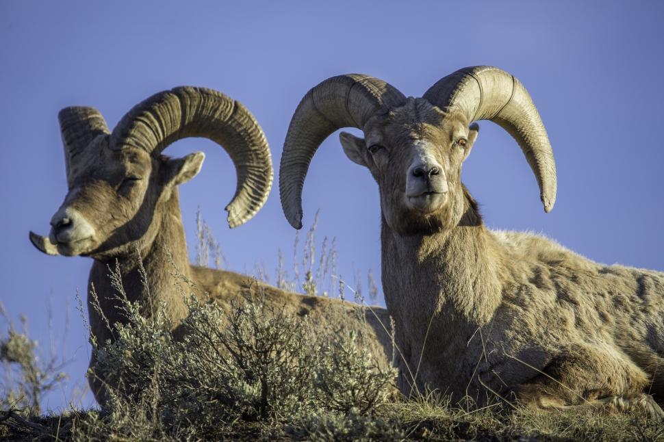 Free Image of Two Rams Resting on Grass-Covered Hill 
