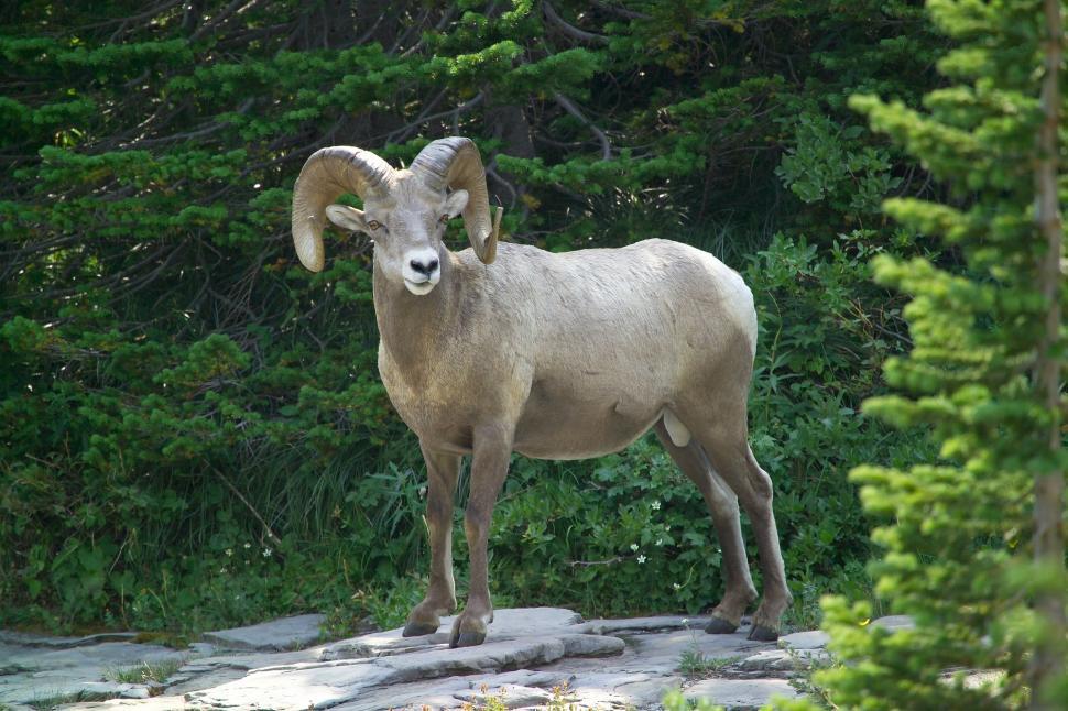Free Image of Ram Standing on Rock in Woods 