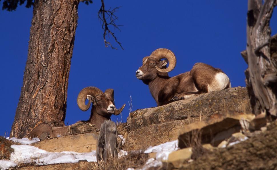 Free Image of Two Rams Standing on Rocky Hillside 