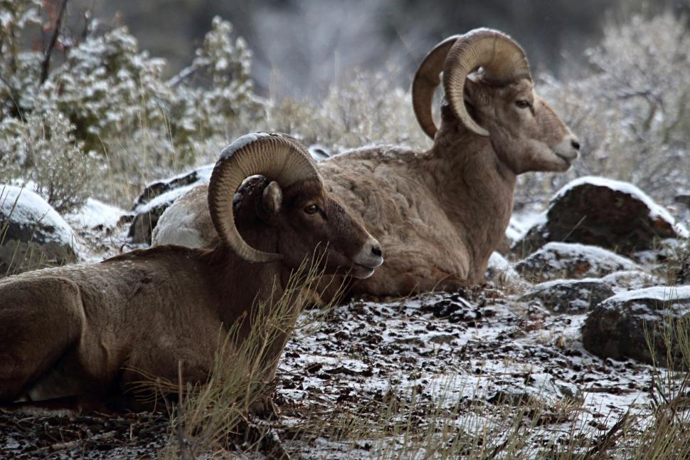 Free Image of Two Rams Sitting on Snow Covered Field 