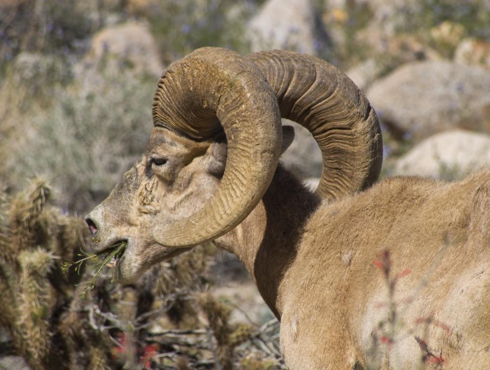 Free Image of Majestic Ram With Large Horns in Rocky Landscape 