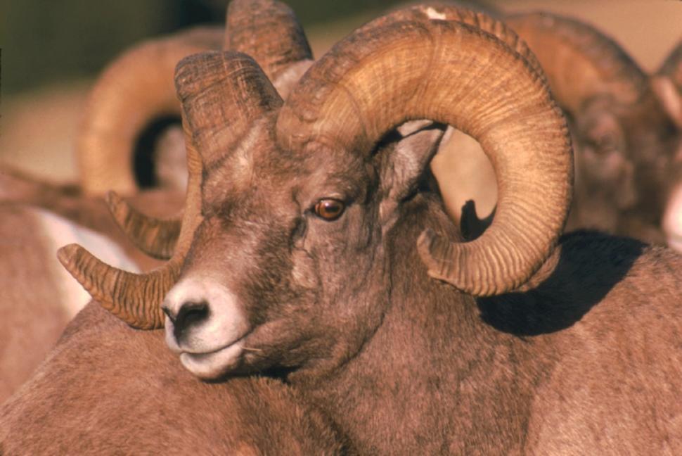 Free Image of Close Up of a Ram With Large Horns 