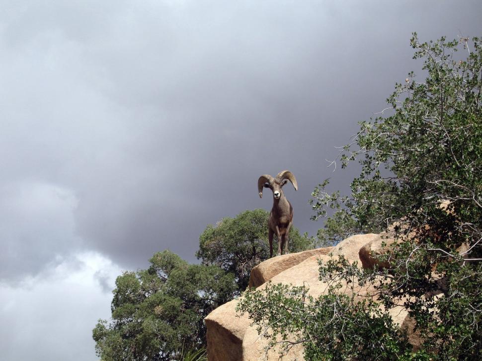 Free Image of Ram Standing on Top of Large Rock 