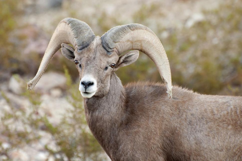 Free Image of A Ram With Large Horns Standing in a Field 