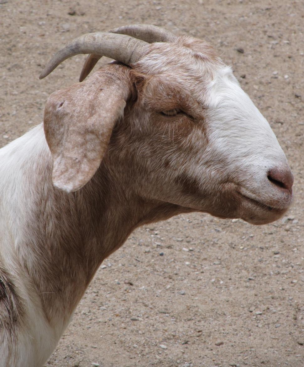 Free Image of Close Up of Goat on Dirt Ground 
