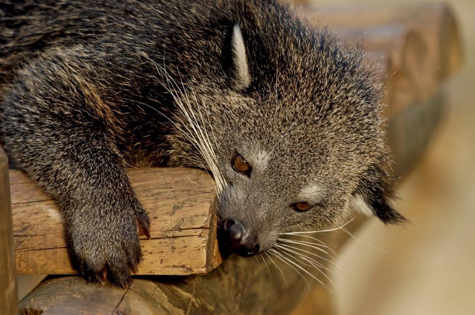 Free Image of Close Up of a Raccoon on a Wooden Bench 