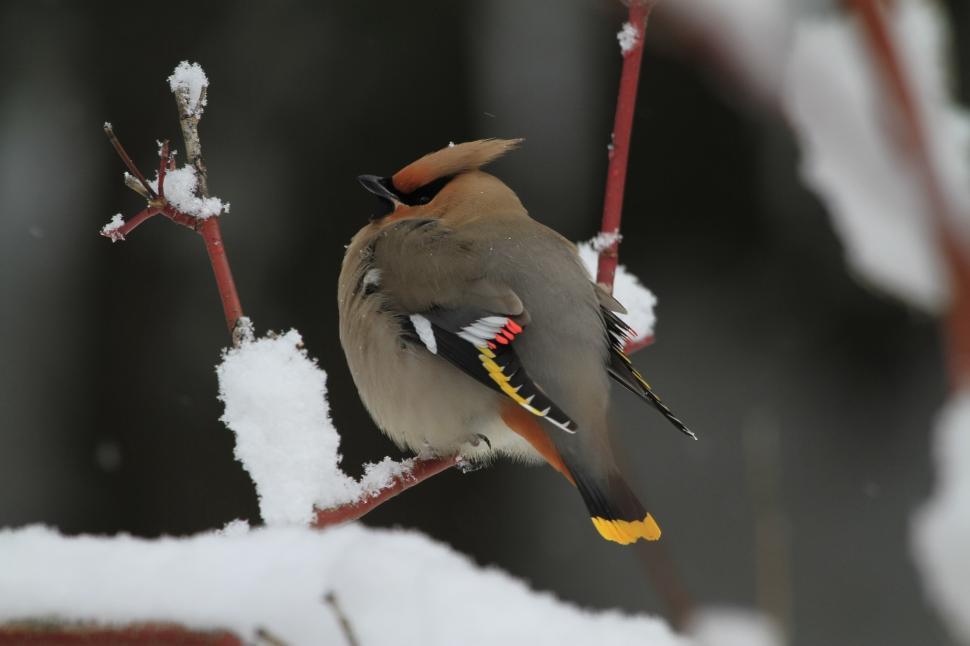 Free Image of Bird Perched on Snow-Covered Branch 