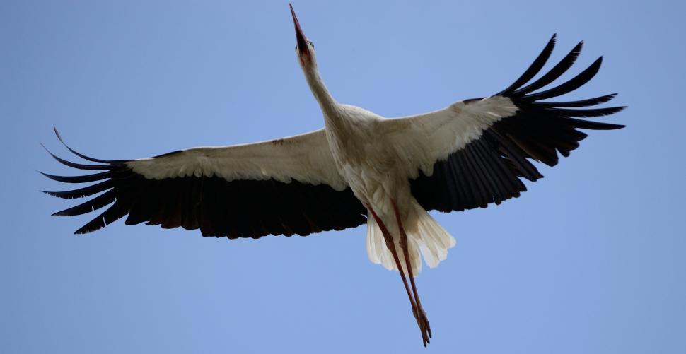 Free Image of Large Bird Soaring Through Blue Sky 