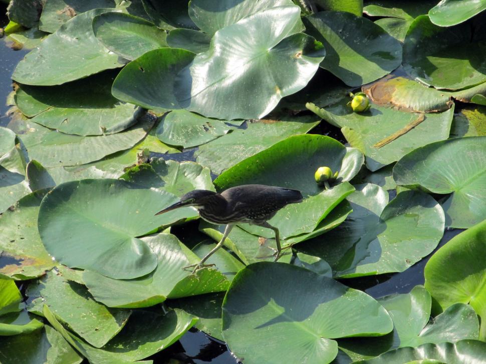 Free Image of Black Bird Perched on Lily Pad 