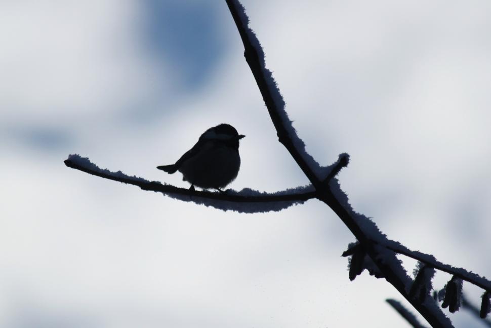 Free Image of Small Black Bird Perched on Tree Branch 