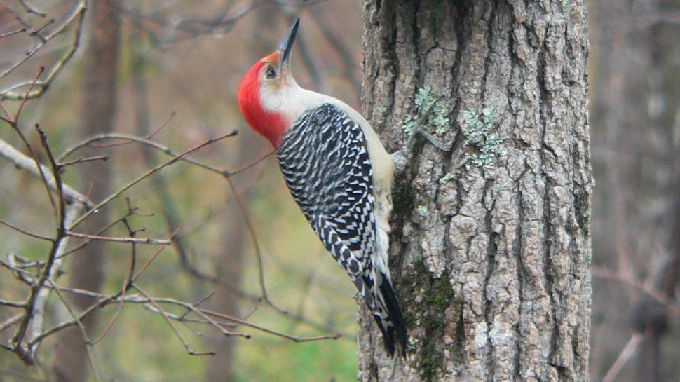 Free Image of Red-Bellied Woodpecker Perches on Tree 